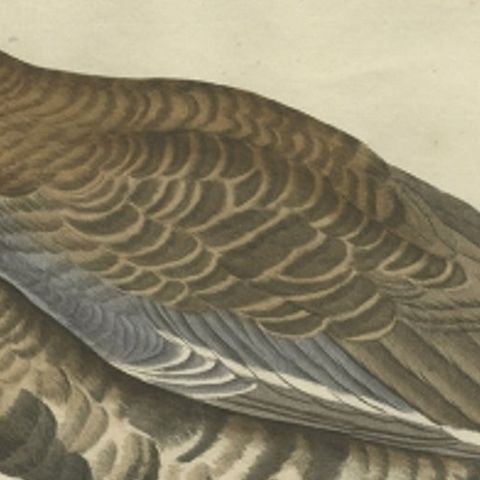 Antique Bird Print of the Greater White-Fronted Goose by Sepp & Nozeman, 1797, close-up 2