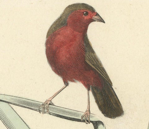 Ornithological Splendor: The Senegal Firefinch and Bengalese Finch Birds, 1837, close-up 3