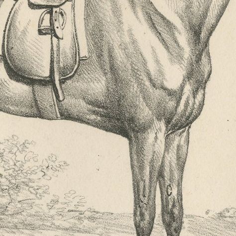Antique Print of a Horse used for Hunting in England, close-up 2