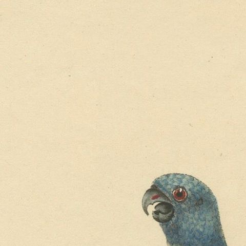 Original Hand-Colored Copperplate Engraving of The Blue-Headed Parrot, 1794, close-up 4