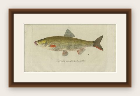 Antique Fish Print 'Cyprinus Nasus' by C. von Meidinger, 1785, shown framed