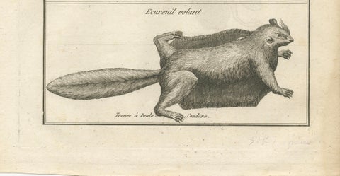 Flying Lizard and Flying Squirrel, Antique Engraving, Poulo Condore, c.1770, close-up 2