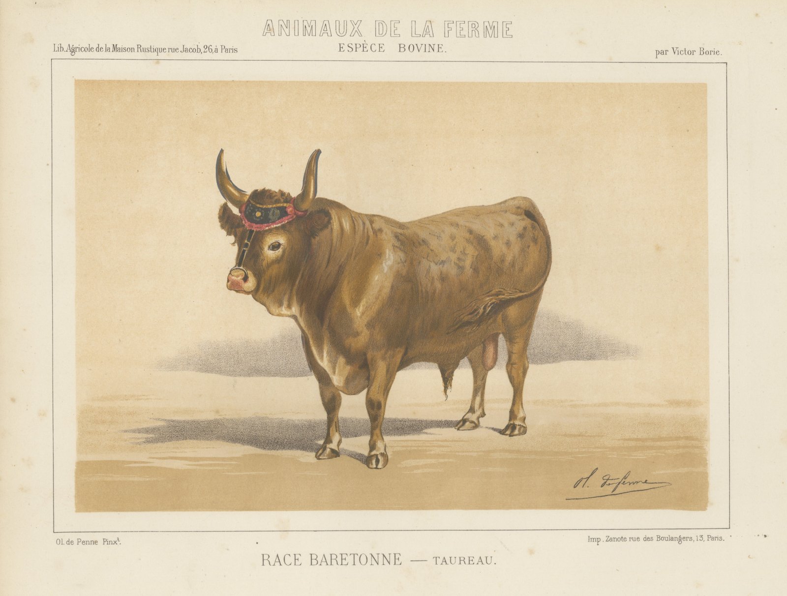 Baretonne Bull with Frontlet, French Cattle Chromolithograph, 1863