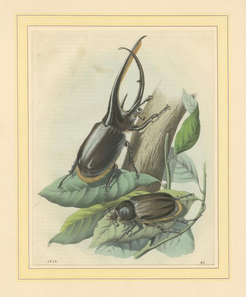 1856 Hand-Colored Lithograph of Rhinoceros Beetles, Exotic Coleoptera, close-up 5