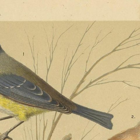 Antique Bird Print of the Eurasian Blue Tit, Bearded Titmouse and Others, close-up 1