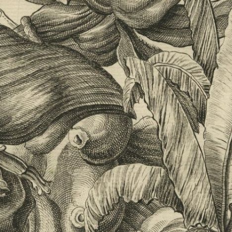 Biblical Botanical Print, Dudaim Melon Engraving by Corvinus, 1731, close-up 6