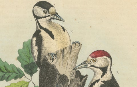 Woodpeckers in Harmony: An 1856 Avian Study in a Hand-Coloured Lithograph, close-up 3