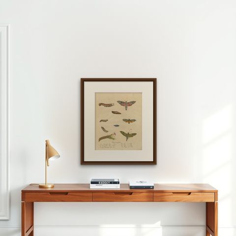 Death's-Head Hawkmoth and Caterpillars, Brodtmann Print, 1816, shown framed on a wall