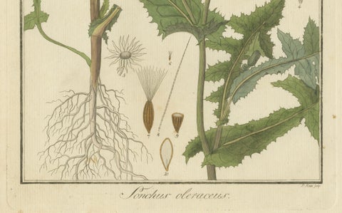 Botanical Illustration of Sonchus Oleraceus or Common Sow Thistle, 1822, close-up 2