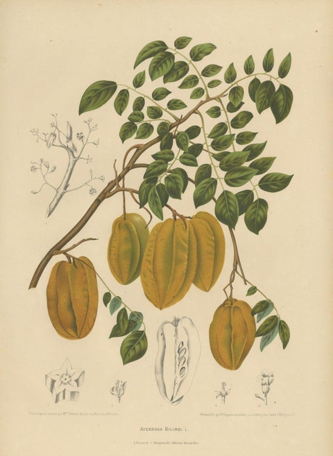 Antique Star Fruit Botanical Chromolithograph by Hoola van Nooten, c. 1880, close-up 1