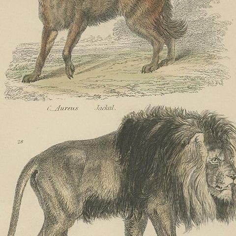 Pl. 8 Antique Print of a Jackal, Lion and Tiger by Richardson, circa 1860, close-up 2