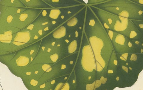 Botanical Illustration of Farfugium grande Leaf, 1854-1855 Lithograph Print, close-up 3