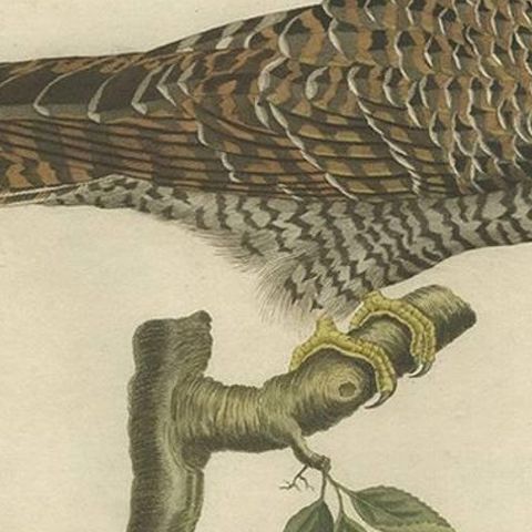 Rufous Cuckoo, Hand-Coloured Engraving with Dutch Text, 1770–1829, close-up 2