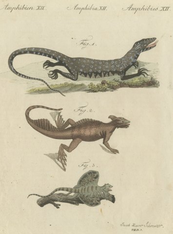 Monitor, Basilisk and Flying Dragon, Antique Bertuch Print, Vienna, circa 1805
