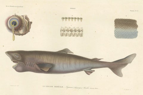 Antique Print of Greenland Shark with Detail Views, Paris, circa 1845, close-up 1