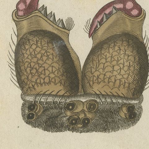 Garden Spider with Magnified Fangs, Antique Bertuch Print, circa 1805, close-up 1