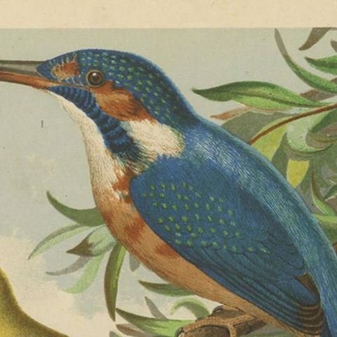Antique Bird Print of the Kingfisher, Yellow-Wagtail, White Wagtail, circa 1880, close-up 1