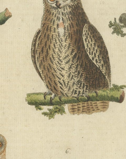 European Owls, Antique Hand-Colored Bird Engraving, Vogel IX, c.1800, view 6