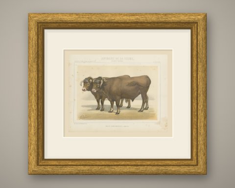 Garonnais Oxen, French Cattle Breed, Antique Chromolithograph by Borie, 1863, shown framed