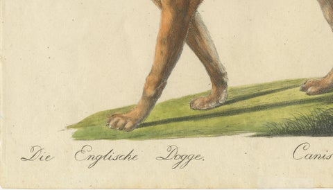 Antique English Mastiff Dog Lithograph by Karl Joseph Brodtmann, 1816, close-up 3