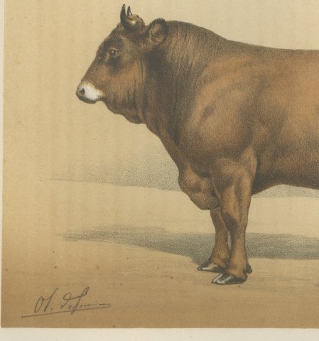 Parthenais Bull, French Cattle Breed, Antique Chromolithograph by Borie, 1863, close-up 2