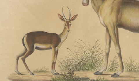 Antique Antelope Lithograph by Karl Joseph Brodtmann, 1816, close-up 3