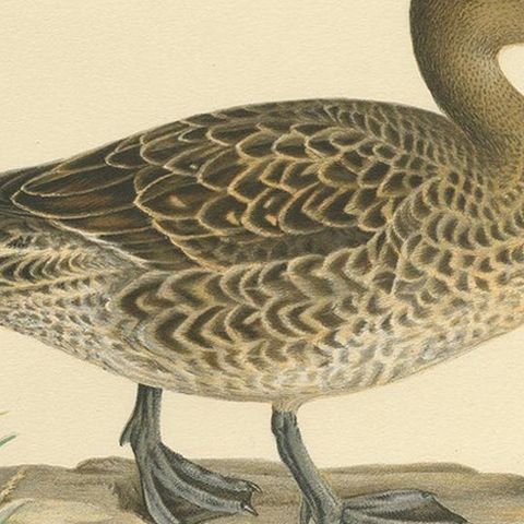 Antique Bird Print of a Female Northern Pintail by Von Wright, '1929', close-up 2
