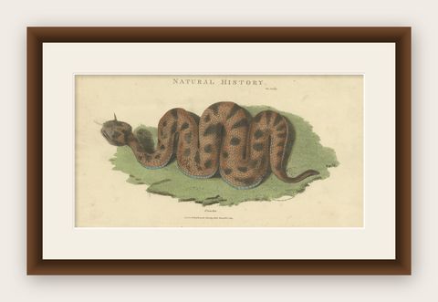 Antique Print of the Cerastes Cerastes Snake by Kearsley '1809', shown framed