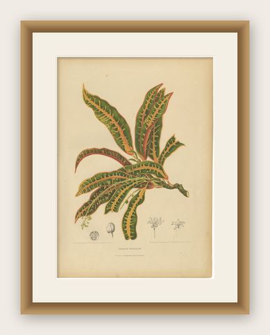 Original Garden Croton (Joseph's Coat) Botanical Chromolithograph, c. 1880, shown framed