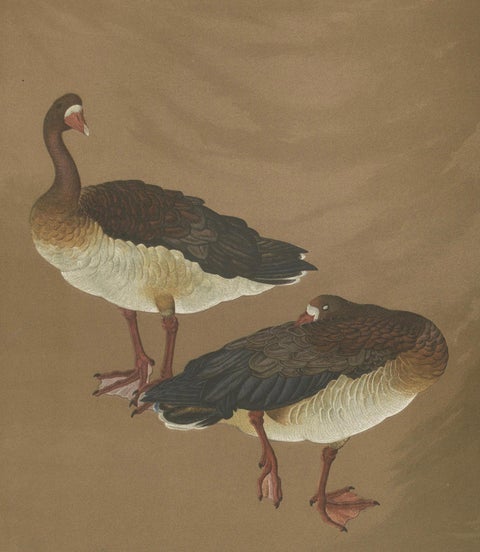 Japanese Geese in Calm Elegance: Antique Lithograph, 1880s, close-up 4