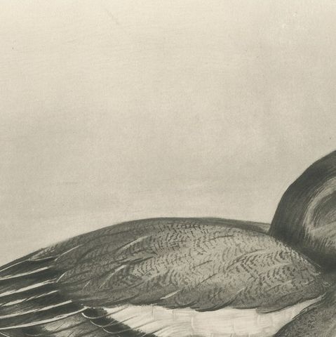 Wigeon, Antique Bird Print after Lilian Medland, circa 1909, close-up 2