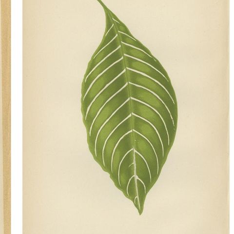 Set of 6 Botany Prints - Gesnera Cinnabarina - Dracaena Perrea (1891), close-up 1