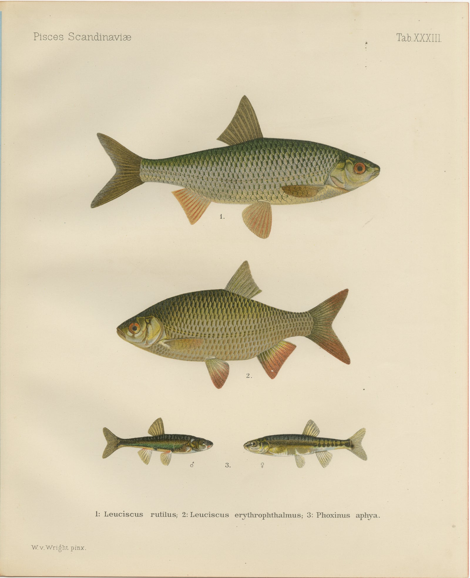 Rudd and Minnow - Elegant Freshwater Fish Lithograph from Scandinavia, 1895