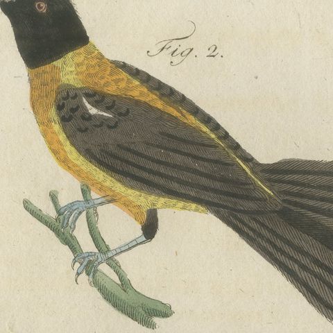 Five Exotic Birds, Antique Bertuch Print, Vienna, circa 1805, close-up 5