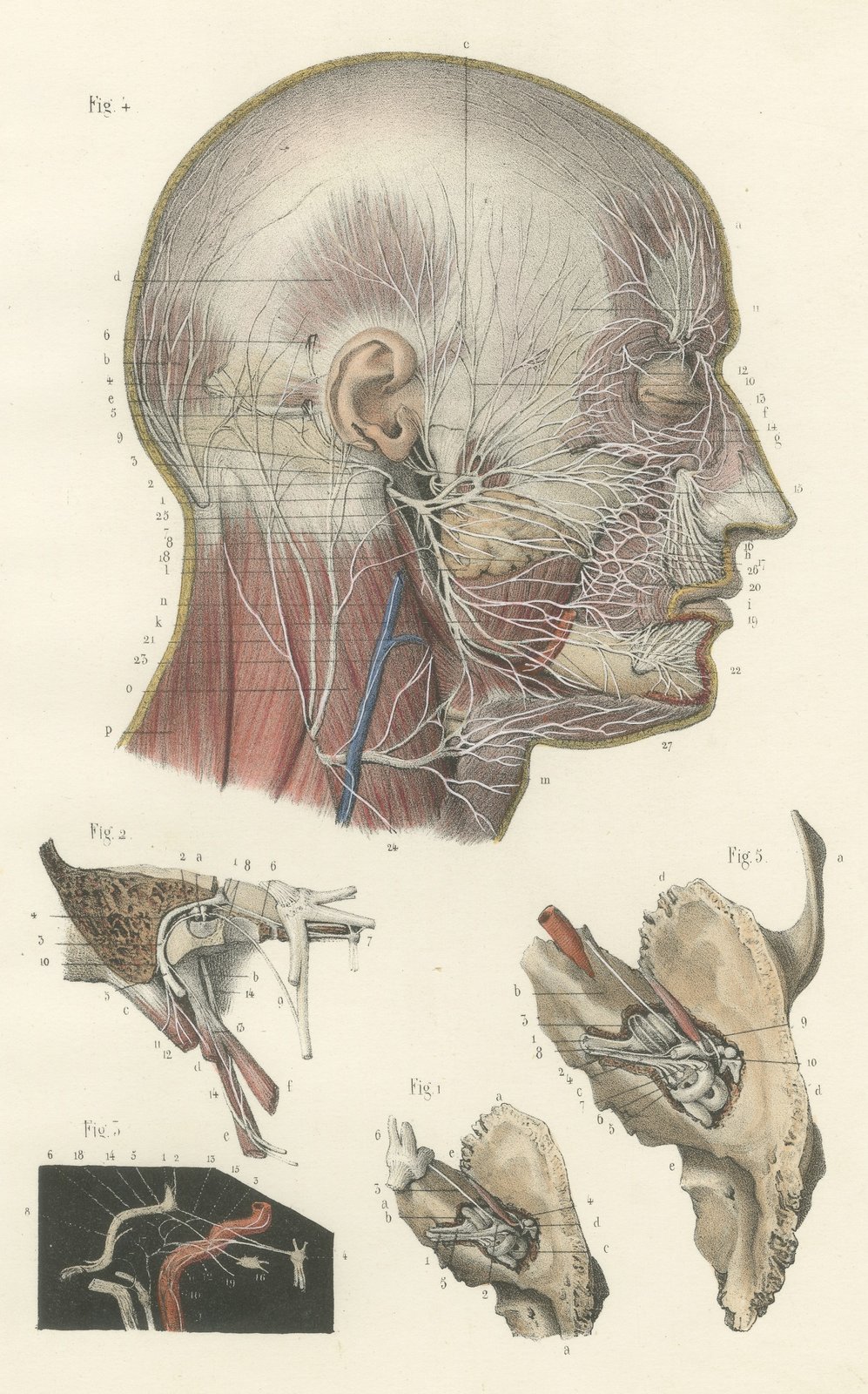 Superficial Nerves of the Head and Neck, Antique Hirschfeld Anatomy Print, 1866
