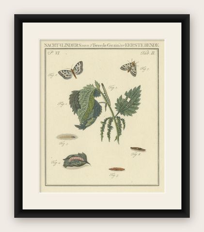 18th-Century Hand-Colored Engraving of Moths and Larvae with Nettles, shown framed