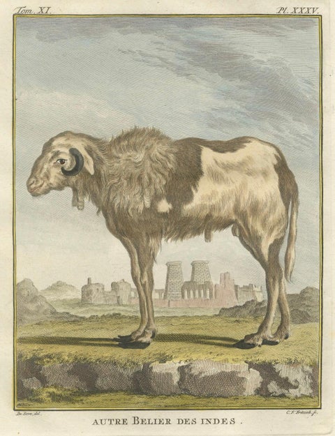 Rare 1769 India Sheep & Ram Trio, Hand-Coloured Buffon Engravings Set, close-up 2