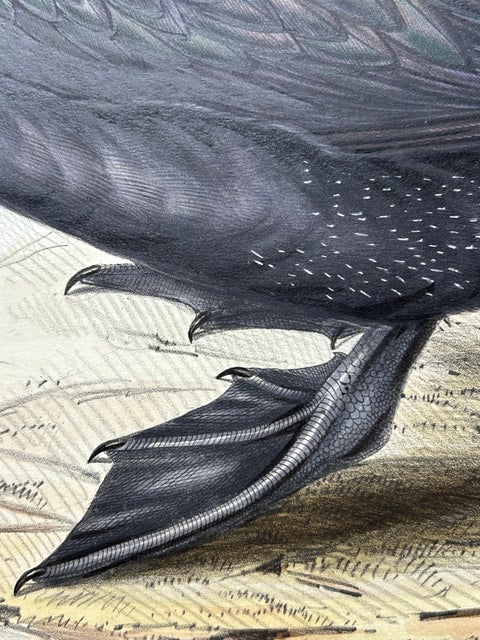Antique Bird Print of the Great Cormorant or Black Shag, 1832, view 3
