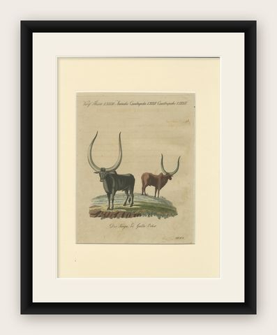 Antique African Sanga Longhorn Cattle Engraving, Bertuch, c.1810, shown framed
