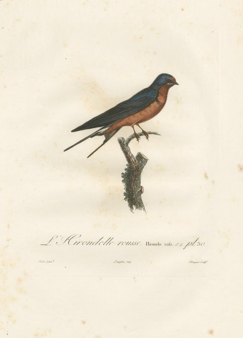 1807 Red-Breasted Swallow Illustration - Original Handcolored Antique Bird Print, view 3