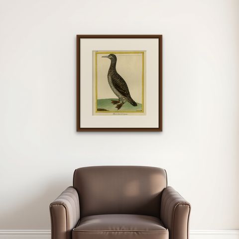 Original Hand-Colored Antique Bird Print of The Northern Gannet, ca.1770, shown framed on a wall
