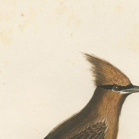 1807 Cedar Waxwing Print - Original Handcolored Bird Illustration by Vieillot, close-up 3