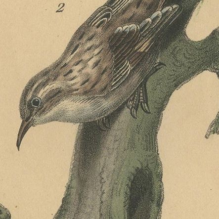 Pl. 85 Antique Bird Print of a Nuthatch and Creeper by Lejeune 'c.1830', close-up 1