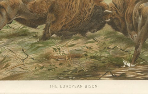 European Bison, Antique Wildlife Chromolithograph after Kuhnert, 1894, close-up 4