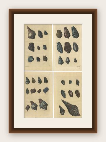Set of 4 Colored Antique Prints of various Sea Shells and Molluscs, shown framed