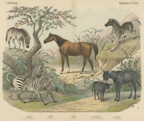 Antique Horse and Zebra Print with the Extinct Quagga, Kolb Mammals, circa 1890