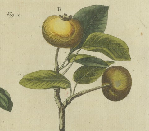 Blossoms and Fruits: Apple and Pear Trees Illustrated in an 1805 Engraving, close-up 3