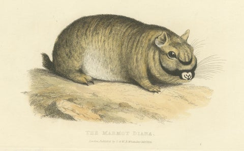 Original Antique Print of Marmot Diana, an unknown variety of a Groundhog, 1824, view 3
