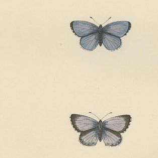 Winged Jewels of the Victorian Era: Hand-Colored Butterfly Masterpieces, 1890, close-up 1