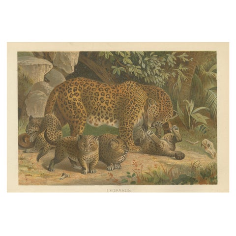 Leopards, Antique Big Cat Print, Victorian Natural History, 1894